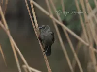 Caribische troepiaal [Quiscalus lugubris] - Capelle ad IJssel (1feb2026)